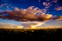 Golden Fields_MG_9863