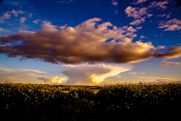 Golden Fields_MG_9863