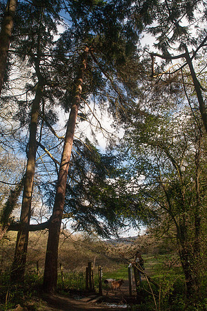 Out of the Woods_MG_9522