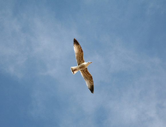Seagull Flyby
