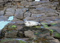 Seal_L7A9139
