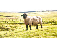 Ram pent eng country_0077