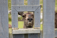 Oh Deer_L7A9557