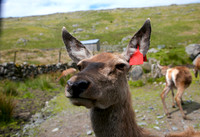 Deer_L7A9566