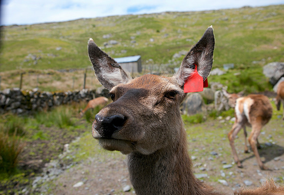 Deer_L7A9566