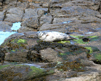 Seal_L7A9130