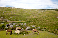 Deer_L7A9570