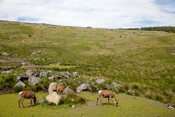 Deer_L7A9570