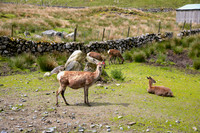 Deer_L7A9568