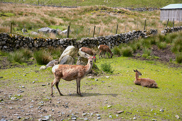 Deer_L7A9568