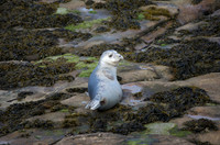 Seal_L7A9038
