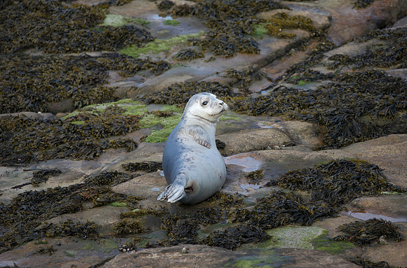 Seal_L7A9038