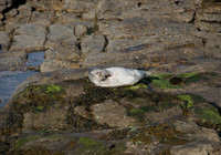 Seal_L7A9312
