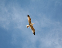 Seagull Flyby